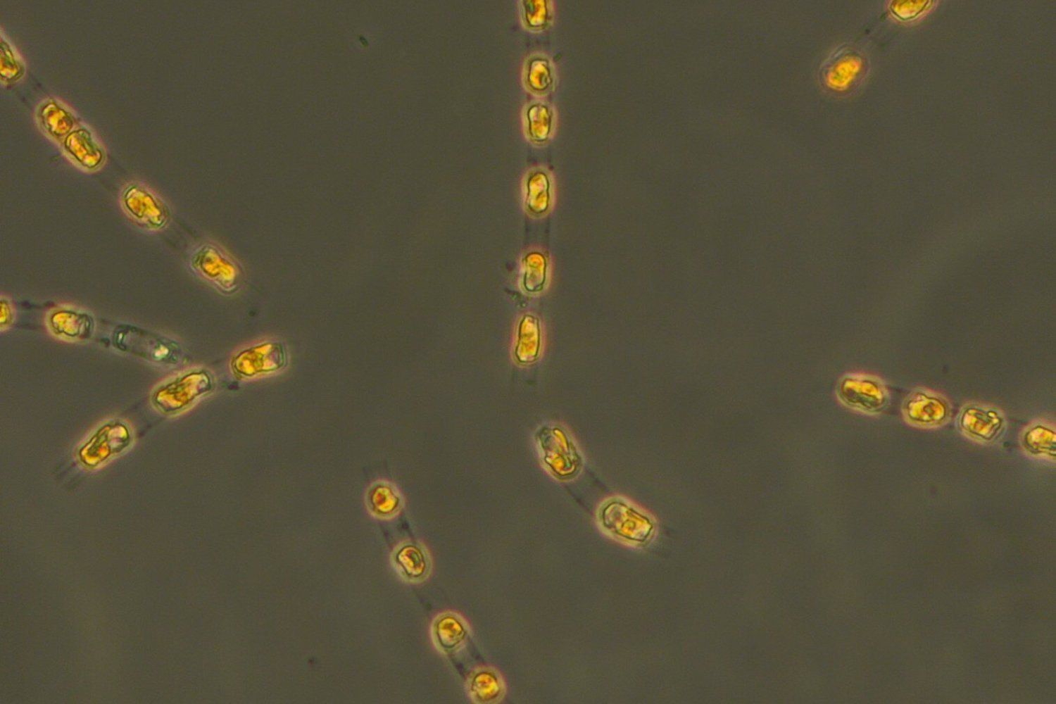 Ancient Algae