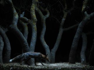 Image - Photography Awards