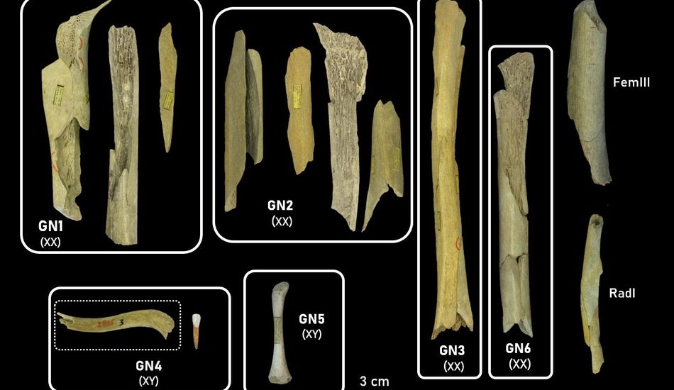 imageNeanderthal Cannibalism