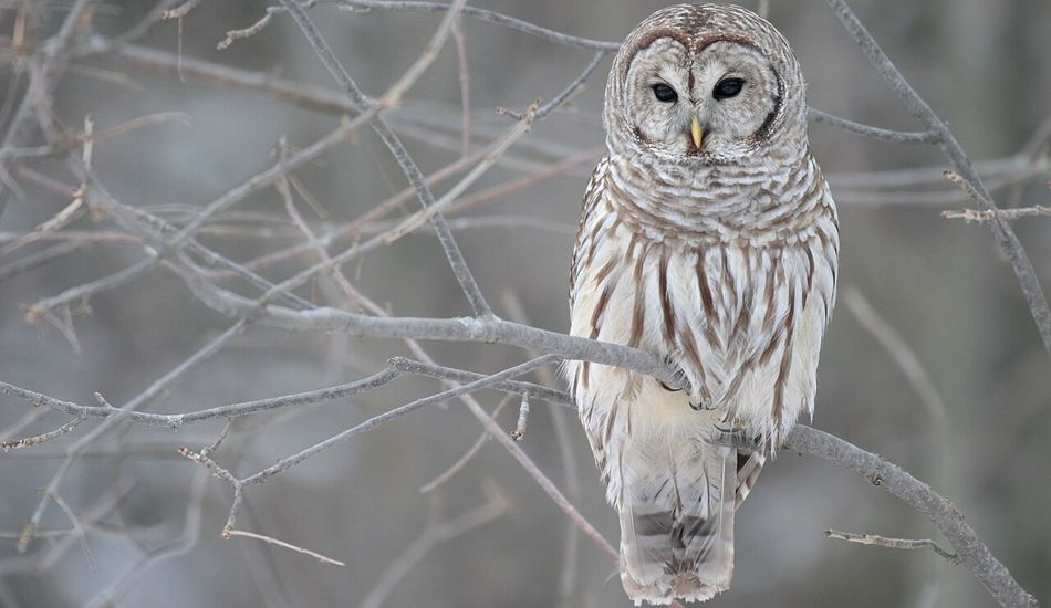 Barred Owls