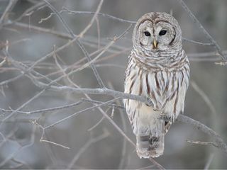 thumbnail - Barred Owls