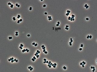 thumbnail - Microbe Survival