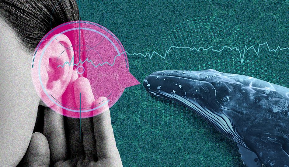 AI Animal Communication