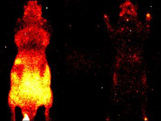 thumbnail - Bioluminescent Organisms