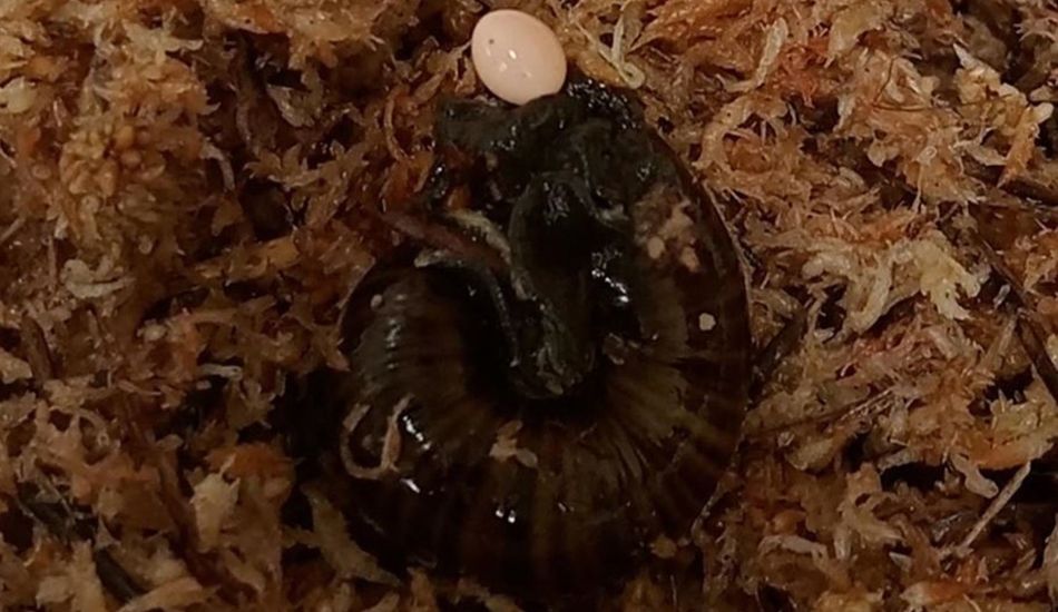 Snail Egg Laying