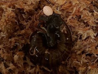 thumbnail - Snail Egg Laying