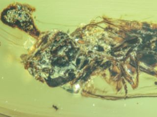 thumbnail - Zombie Fungus