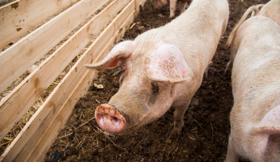 Xenotransplantation